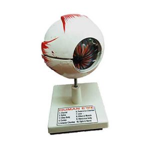 Human Eye Model for Education