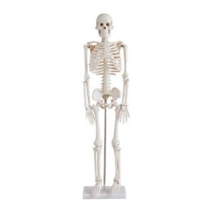 Human Skeleton 85CM, Model: XC-102