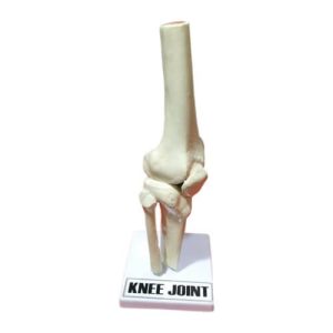 Knee Joint Model – Plastic Fiber
